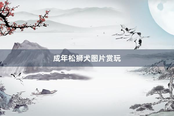 成年松狮犬图片赏玩